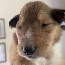 Collie Puppies from Momma Mia Collie