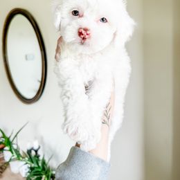 Cockapoo Puppies from Cockapoo puppies and co.