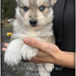 Runamok Not A Creature Was Stirring (Mouse) - Wolf sable male Pomsky puppy in St. Maries, Idaho from Runamok Farm
