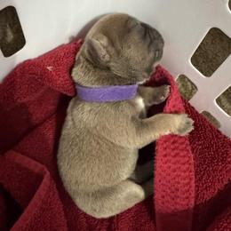 Shakira - Blue fawn female French Bulldog puppy in Spring, Texas from Amanda's French Bulldogs