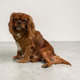 Red Lion King - Ruby male Cavalier King Charles Spaniel puppy in Miami, Florida from Mario’s Pups