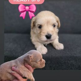 Lark - female Cavapoochon puppy in Whitehouse, Texas from Cavapoochon Central