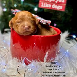 Peace - Red male Double Doodle puppy in Orange, Texas from Walk with Me Doodles