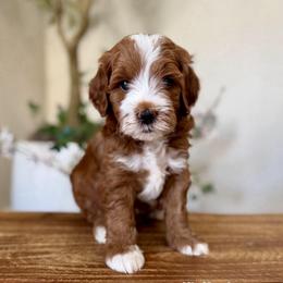 Kit Kat - Red  male Goldendoodle puppy in Rio Linda, California from Plush Doodles