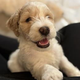 Girl 1 - female Goldendoodle puppy in El Cajon, California from Pacific Coast Goldendoodles