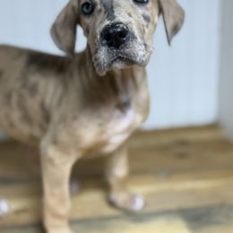 Betty - Merle female Great Dane puppy in Hutchinson, Kansas from Dappled Danes