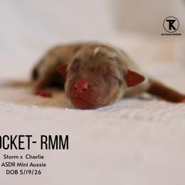 Rocket- RMM - Red merle male Miniature Australian Shepherd puppy in Nacogdoches, Texas from TK Standard, Mini, & Toy Aussies