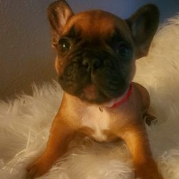 French Bulldog Puppies from Ma Chérie French Bulldogs