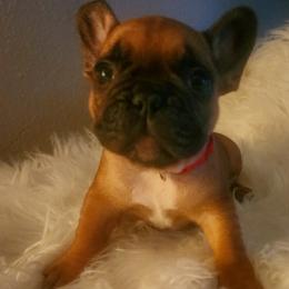French Bulldog Puppies from Ma Chérie French Bulldogs