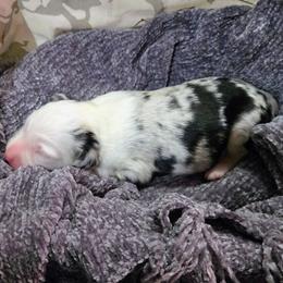 Willow - Blue merle female Miniature Australian Shepherd puppy in Willard, Missouri from Stoney Brook Aussies