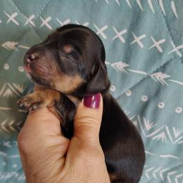 Girl 3 - Black and tan female Dachshund puppy in Clayton, Indiana from Love Struck Miniature Dachshunds