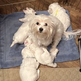 Maltese and Yorkshire Terriers from Lynn’s Precious Pups