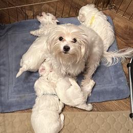 Maltese and Yorkshire Terriers from Lynn’s Precious Pups