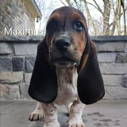 Maximus - Black brown and white male Basset Hound puppy in Newton Grove, North Carolina from MGA Basset Hound