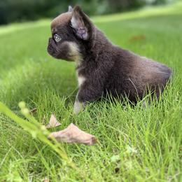 French Bulldog and Yorkshire Terrier Puppies from Twinkle Paws Frenchies and Yorkies