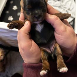 Holly Berry - Black and tan female Yorkshire Terrier puppy in Coeur D Alene, Idaho from Cozy Coeur Yorkies