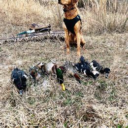 Golden Retriever Puppies from Red MAX Golden Retrievers