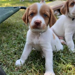 White Boy - Orange and white male Brittany puppy in Milner, Georgia from Hi-Hope Kennel