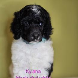 Girl 2 - Poodle puppy in Mayfield Heights, Ohio from Sheridance Poodles