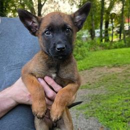 Cinnamon - Fawn female Belgian Malinois puppy in Andersonville, Tennessee from Working W Kennels