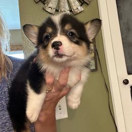 Shooting Star - Black and tan female Pembroke Welsh Corgi puppy in New Auburn, Wisconsin from Cordell Corgis
