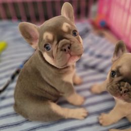 French Bulldogs and Pomeranians from Poms Of Kolour