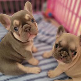 French Bulldogs and Pomeranians from Poms Of Kolour