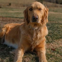 Eema - Golden Retriever