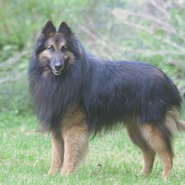 Spock - Belgian Tervuren