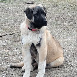 Anatolian Pyrenees from Brotherton Family Farms