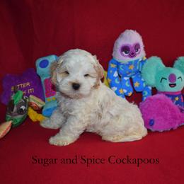 King Hubert - Buff and white male Cockapoo puppy in Hopkins, South Carolina from Sugar and Spice Cockapoos