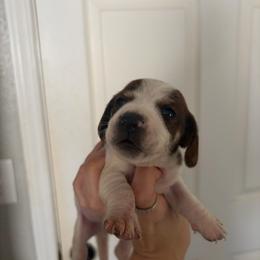 Skoll - Piebald male Dachshund puppy in Conroe, Texas from R&M Dachshunds