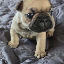 Fawn boy - Fawn male French Bulldog puppy in Polk City, Florida from Best Friend Frenchies, LLC