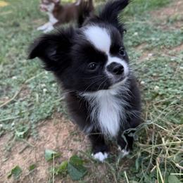 Boy 1 - Black and white male Chihuahua puppy in Corydon, Indiana from Sternheim Stars