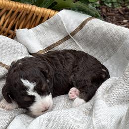 Willow - female Australian Mountain Doodle puppy in Tryon, North Carolina from Melrose Mountain Farm