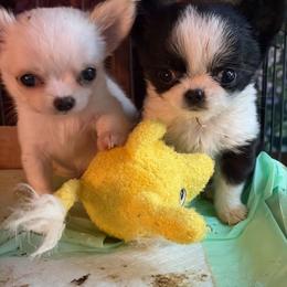 Koa - Black and white male Chihuahua puppy in Springfield, Missouri from Casadelopez Tails