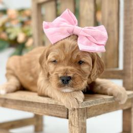 Breeze - Apricot female Goldendoodle puppy in Queen Creek, Arizona from Goldendoodle AZ