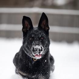 Cobra - Bi-color female German Shepherd puppy in Prospect, Connecticut from Di Massimo Canile