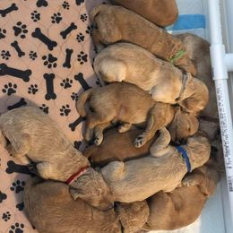 Goldendoodle Puppies from SunriseDoodles