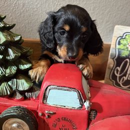 Mable - Black and tan female Dachshund puppy in Keota, Oklahoma from Skyview Doxie Ranch