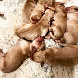 Golden Retriever Puppies from Sunshine Mountain Retrievers