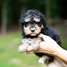 Aussiedoodle Puppies from Mae Blossom Puppies