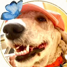 Coco - Goldendoodle