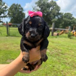 Delilah(AKC) - Black and tan female Dachshund puppy in Mansfield, Missouri from Owens Farm