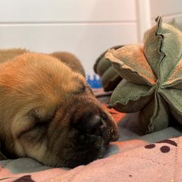 Boerboel Puppies from Southern Pride Boerboels
