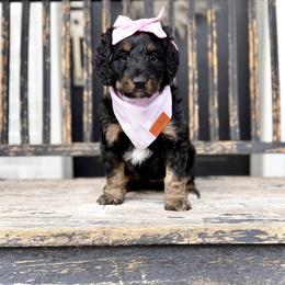 Girl 1 - Phantom female Bernedoodle puppy in Salt Lake County, Utah from Coco Avenue Pups