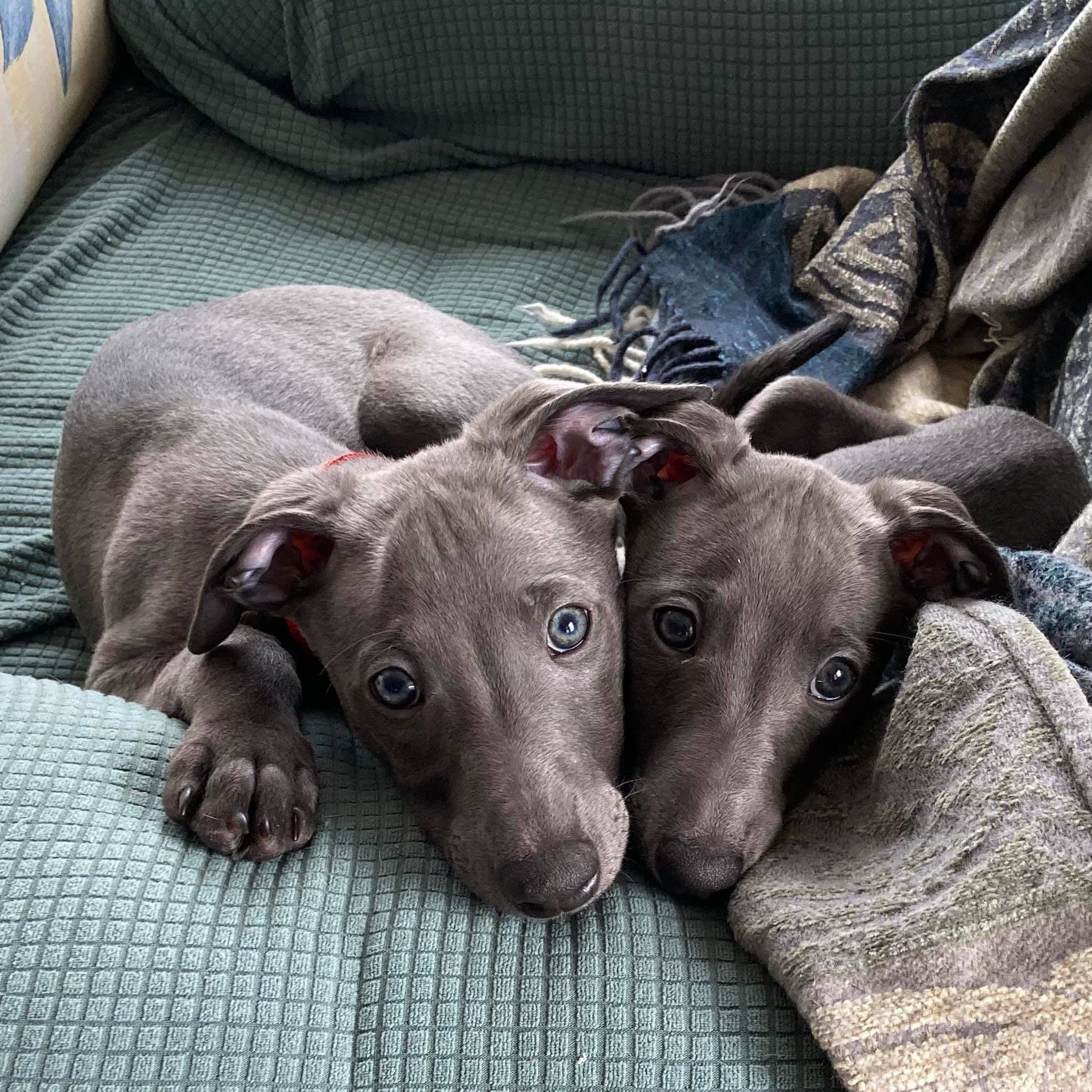 Moodyblues Whippets in Virginia Whippet puppies Good Dog