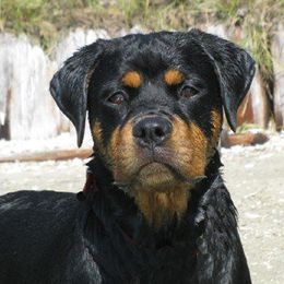 Brussels Griffons and Rottweilers from Amelyn Show Dogs