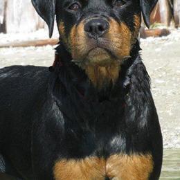 Brussels Griffons and Rottweilers from Amelyn Show Dogs