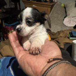 Joker - Black and white male Chihuahua puppy in Detroit, Michigan from DeVante's Chihuahuas